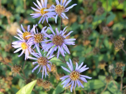 Aster radula 'August Sky' Aster radula 'August Sky'