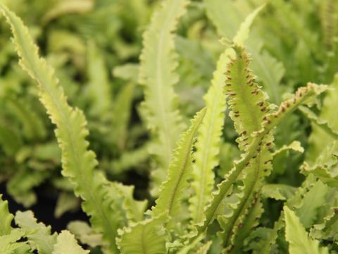 Asplenium scolopendrium 'Angustifolium'