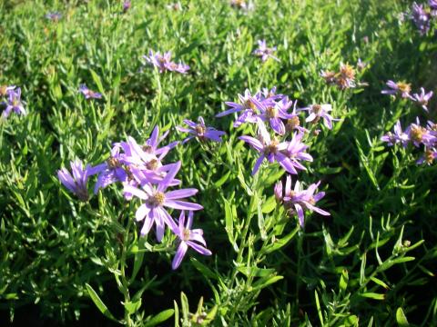 Aster sedifolius 'Nanus' Aster sedifolius 'Nanus'