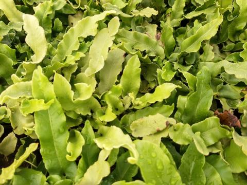 Asplenium scolopendrium 'Undulatum'