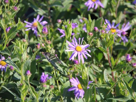 Aster thomsonii Aster thomsonii