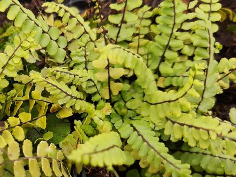 Asplenium trichomanes