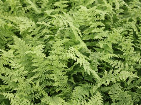 Athyrium filix-femina