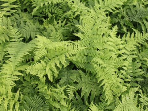 Athyrium filix-femina 'Rotstiel'