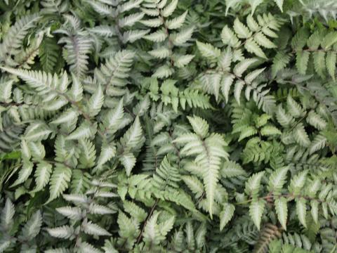 Athyrium niponicum 'Metallicum'