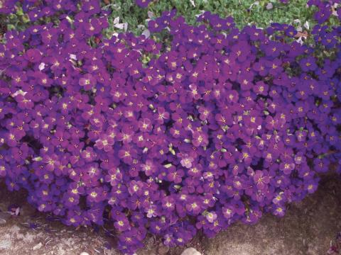 Aubrieta  'Cascade Purple'