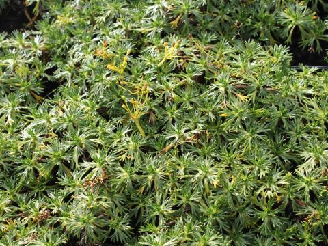Azorella trifurcata Azorella trifurcata