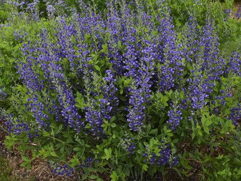 Baptisia decadence 'Blueberry Sunday' Baptisia decadence 'Blueberry Sunday'