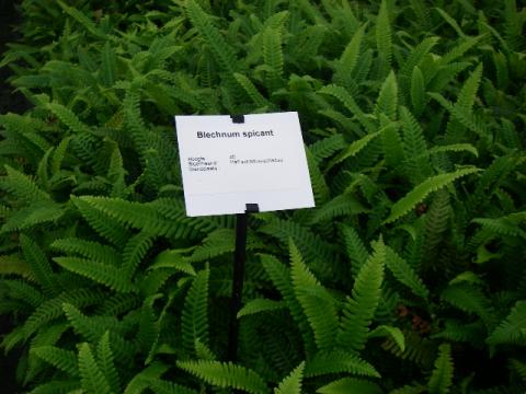 Blechnum spicant