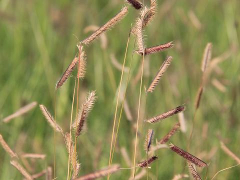 Bouteloua gracilis