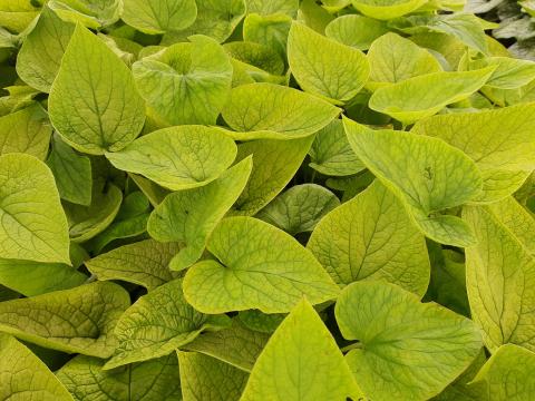 Brunnera macrophylla 'Dianes Gold' Brunnera macrophylla 'Dianes Gold'