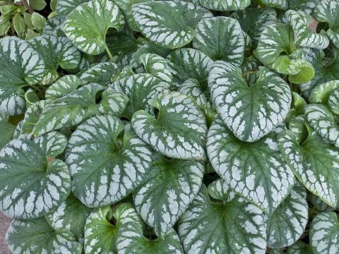 Brunnera macrophylla 'Emerald Mist' ®