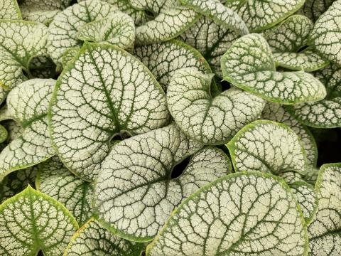 Brunnera macrophylla 'Sea Heart' Brunnera macrophylla 'Sea Heart'