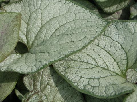 Brunnera macrophylla 'Silver Heart' ®
