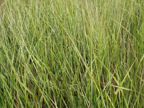 Calamagrostis acutiflora (x) 'Avalanche'