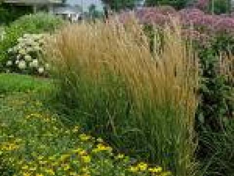 Calamagrostis acutiflora (x) 'Karl Foerster' 3l.