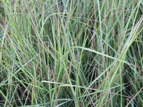 Calamagrostis acutiflora (x) 'Overdam' Calamagrostis acutiflora (x) 'Overdam'