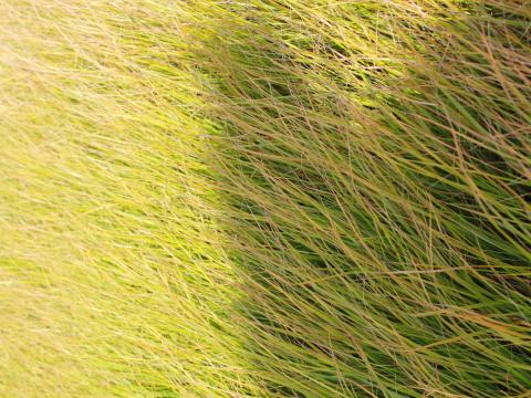 Calamagrostis arundinacea (Stipa arundinacea)