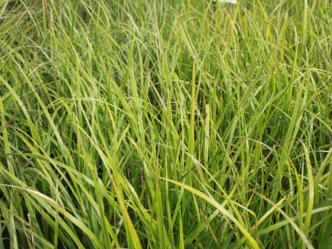 Calamagrostis acutiflora (x) 'Waldenbuch'