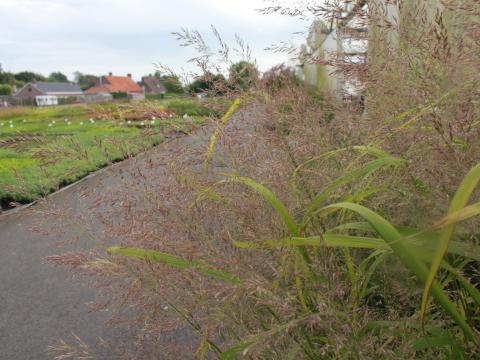 Calamagrostis brachytricha 'Mona'