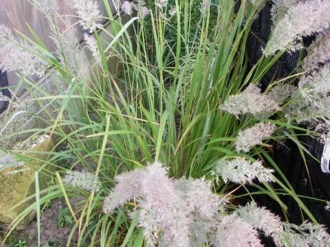 Calamagrostis brachytricha (Stipa brachytricha)