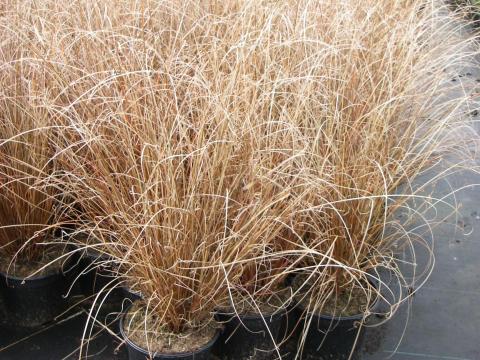 Carex buchananii 2l.