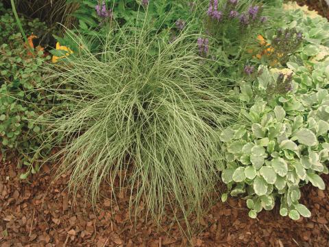 Carex comans 'Amazon Mist'