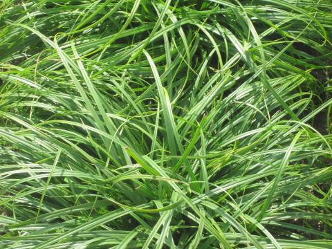 Carex caryophyllea 'The Beatles'