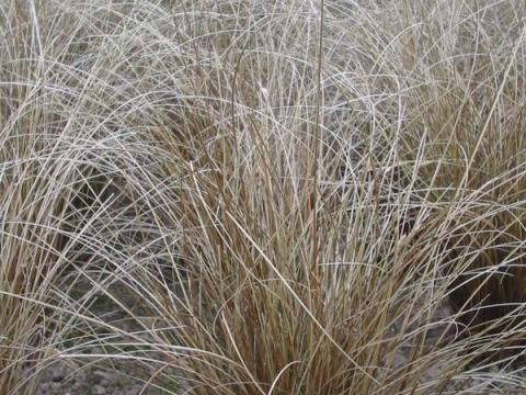 Carex comans 'Bronze Form'