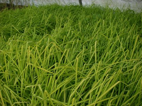 Carex elata 'Aurea' ('Bowles Golden Sedge')