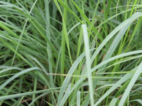 Calamagrostis epigejos