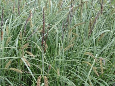 Carex flacca 'Buis'