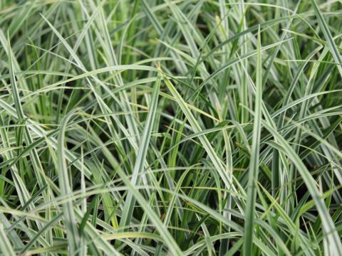 Carex morrowii 'Ice Dance'