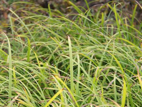 Carex grayi