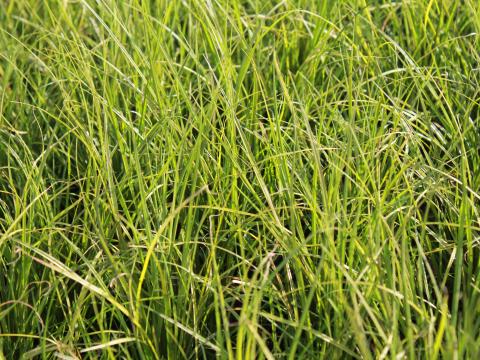 Carex howardii 'Phoenix green'