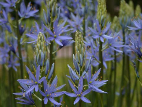 Camassia leichtlinii 'Blaue Donau' 1l.