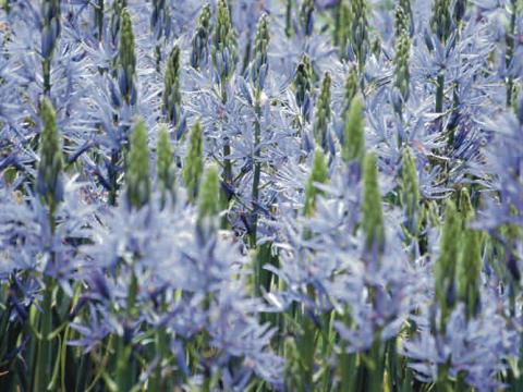 Camassia leichtlinii 'Caerulea' 1l.