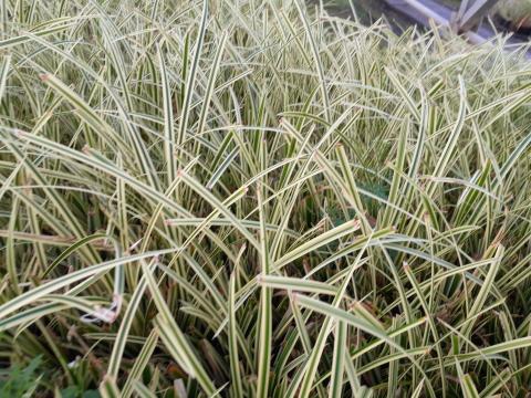 Carex morrowii 'Goldband'