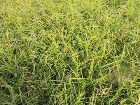 Carex muskingumensis 'Little Midge'