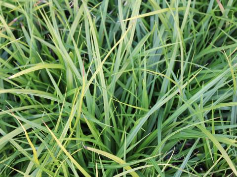 Carex  morrowii 2l.