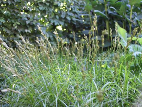 Carex muskingumensis