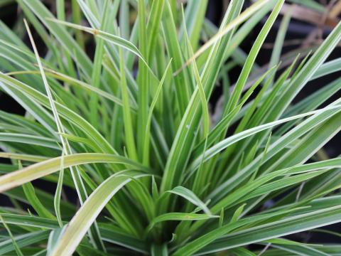 Carex morrowii 'Variegata'