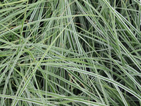 Carex oshimensis 'Everest' ('Fiwhite') PBR