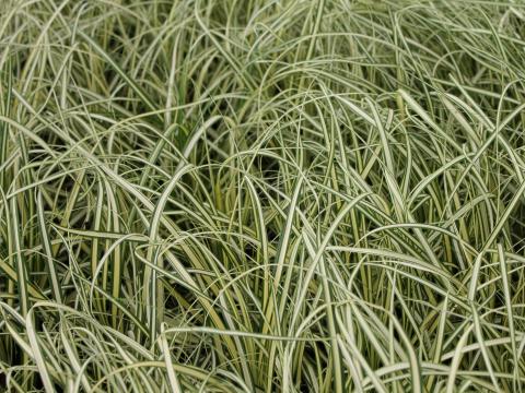 Carex oshimensis 'Evergold' 2l.