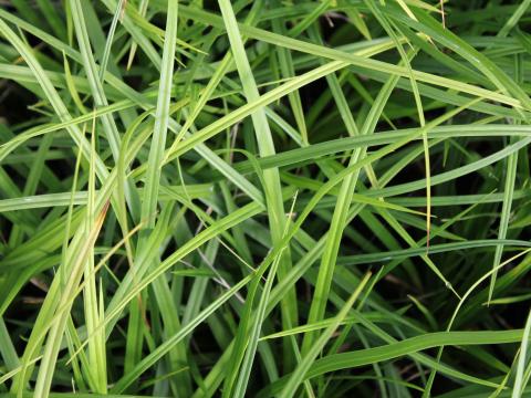 Carex oshimensis 'J.S.Greenwell' ®