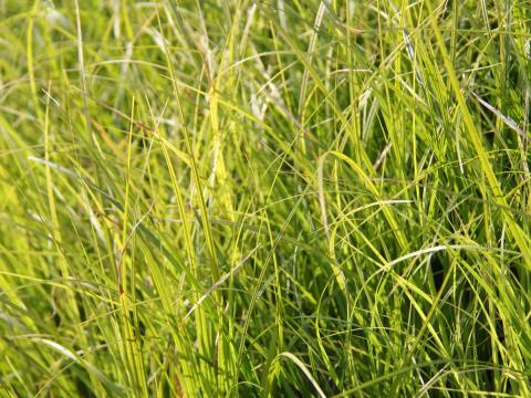 Carex  'Osaka'