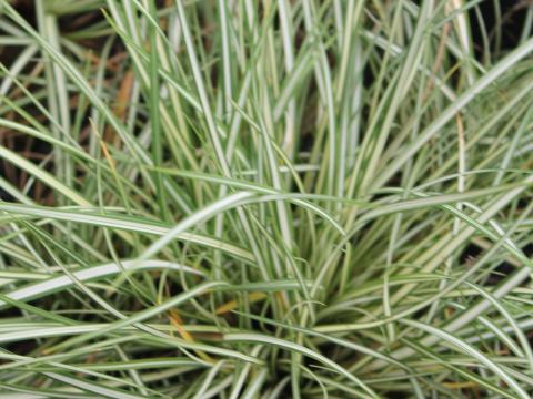 Carex ornithopoda 'Variegata'