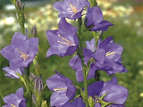 Campanula persicifolia 'Grandiflora Coerulea' Campanula persicifolia 'Grandiflora Coerulea'