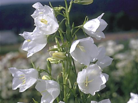 Campanula persicifolia 'Grandiflora Alba'