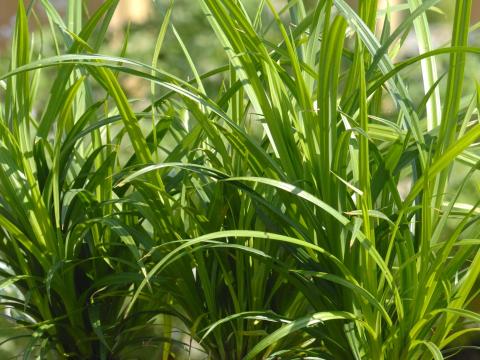 Carex pendula